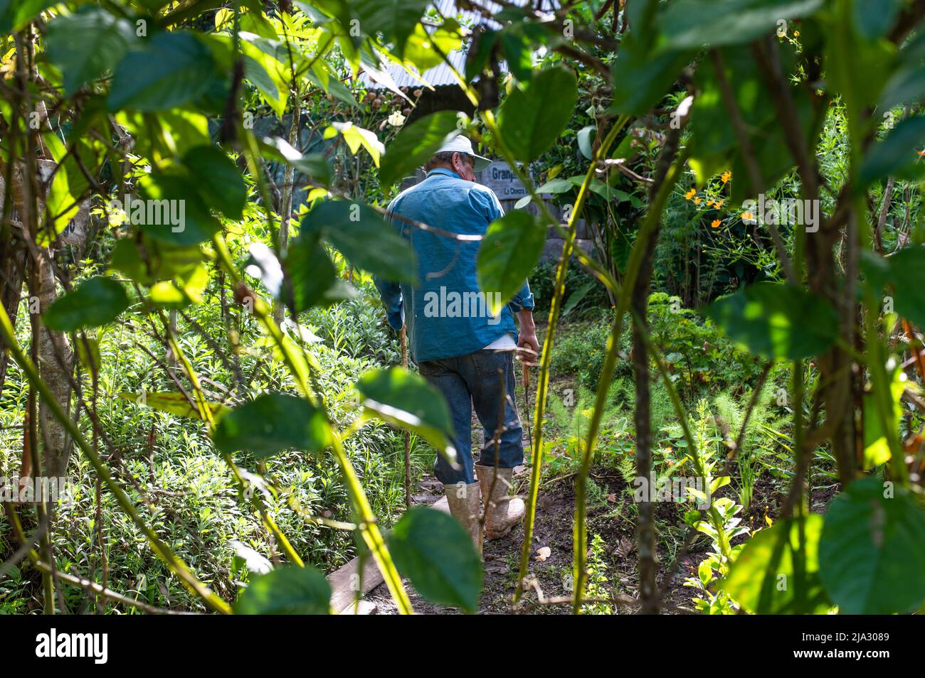 Back of elderly Hispanic farmer wearing a cap and holding a machete in the field. Stock Photo