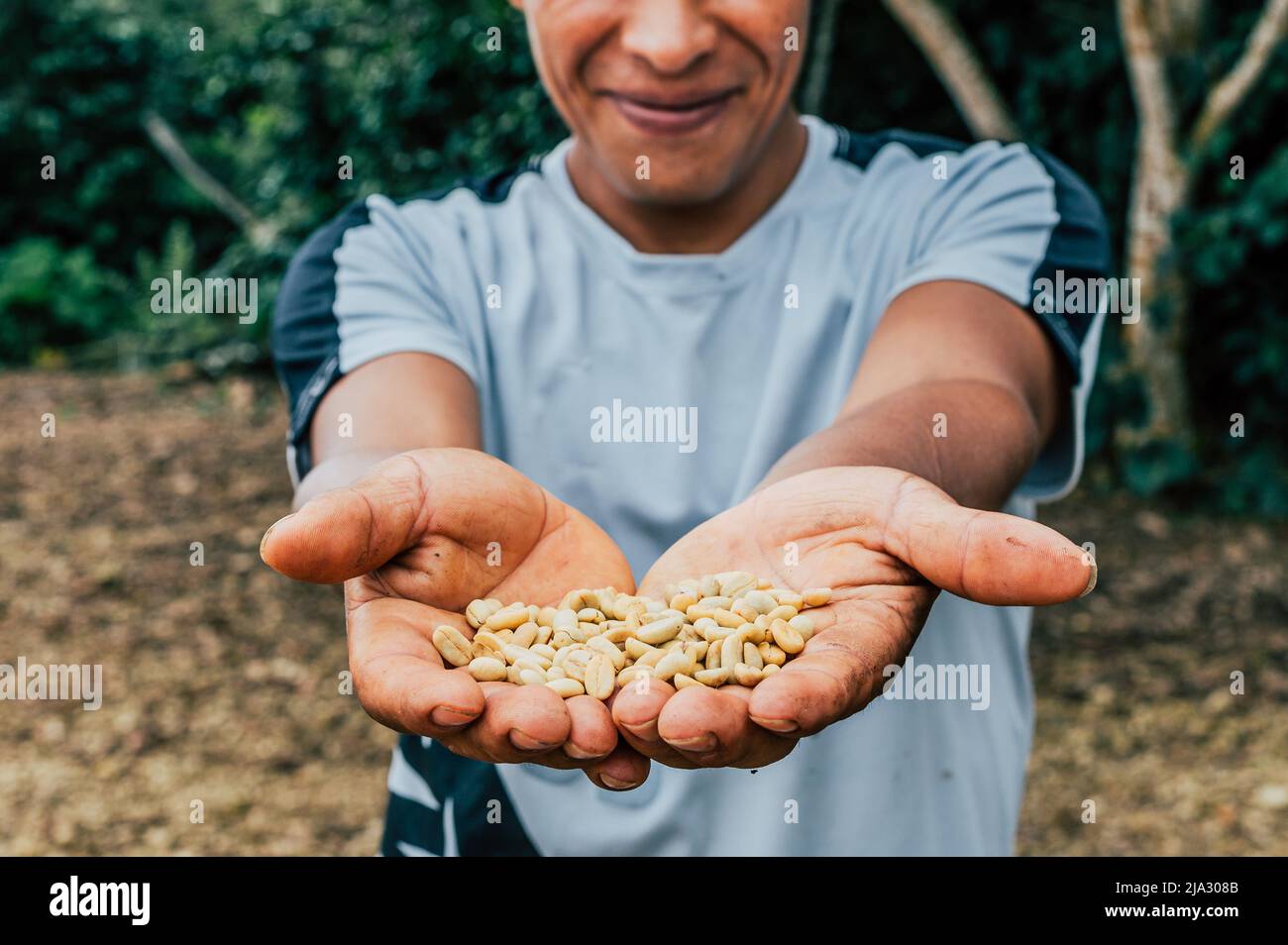 Coffee Farmer Showing Coffee Beans Stock Photo