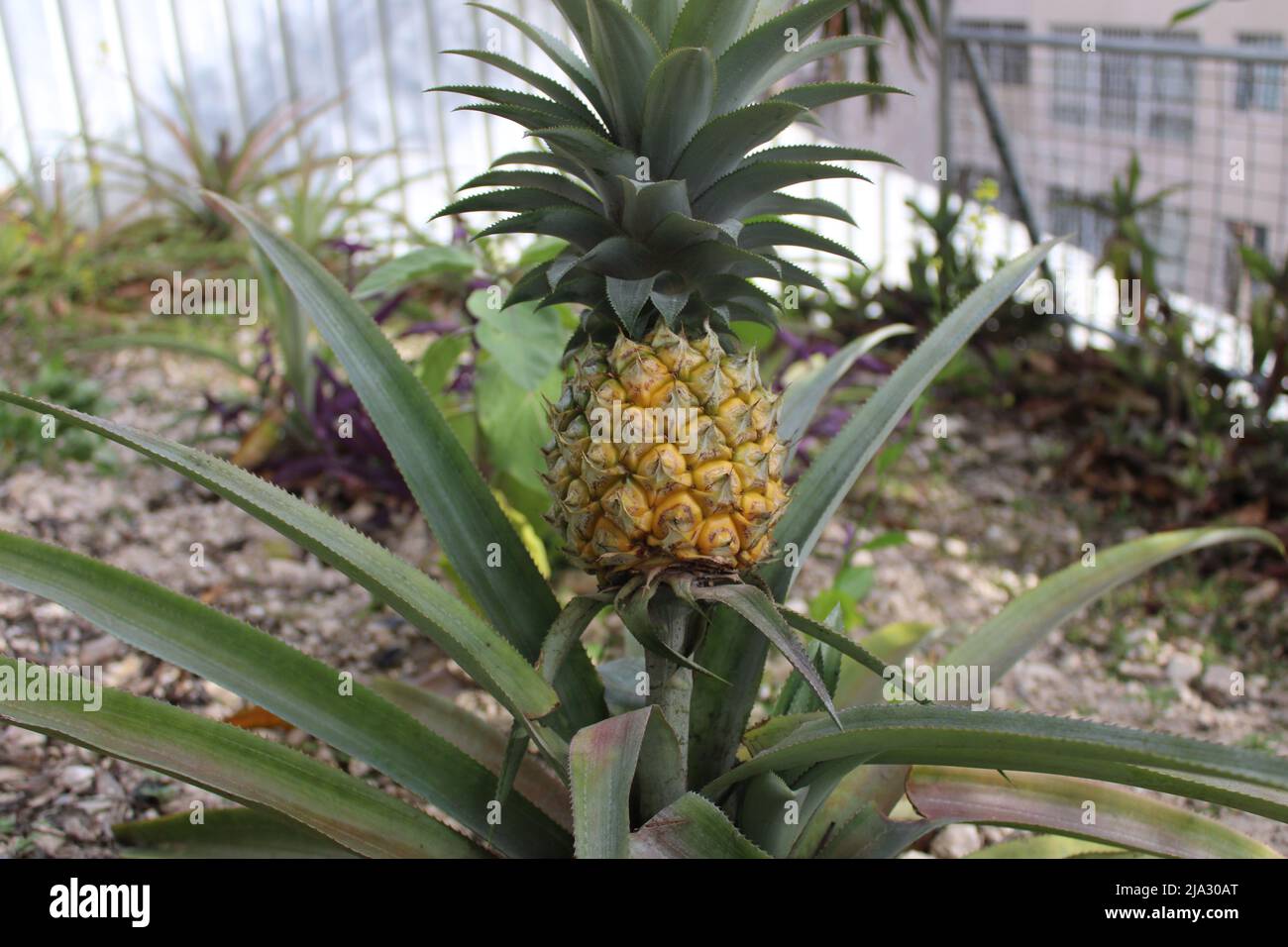 A small king pineapple growing in a backyard garden in Port Moresby