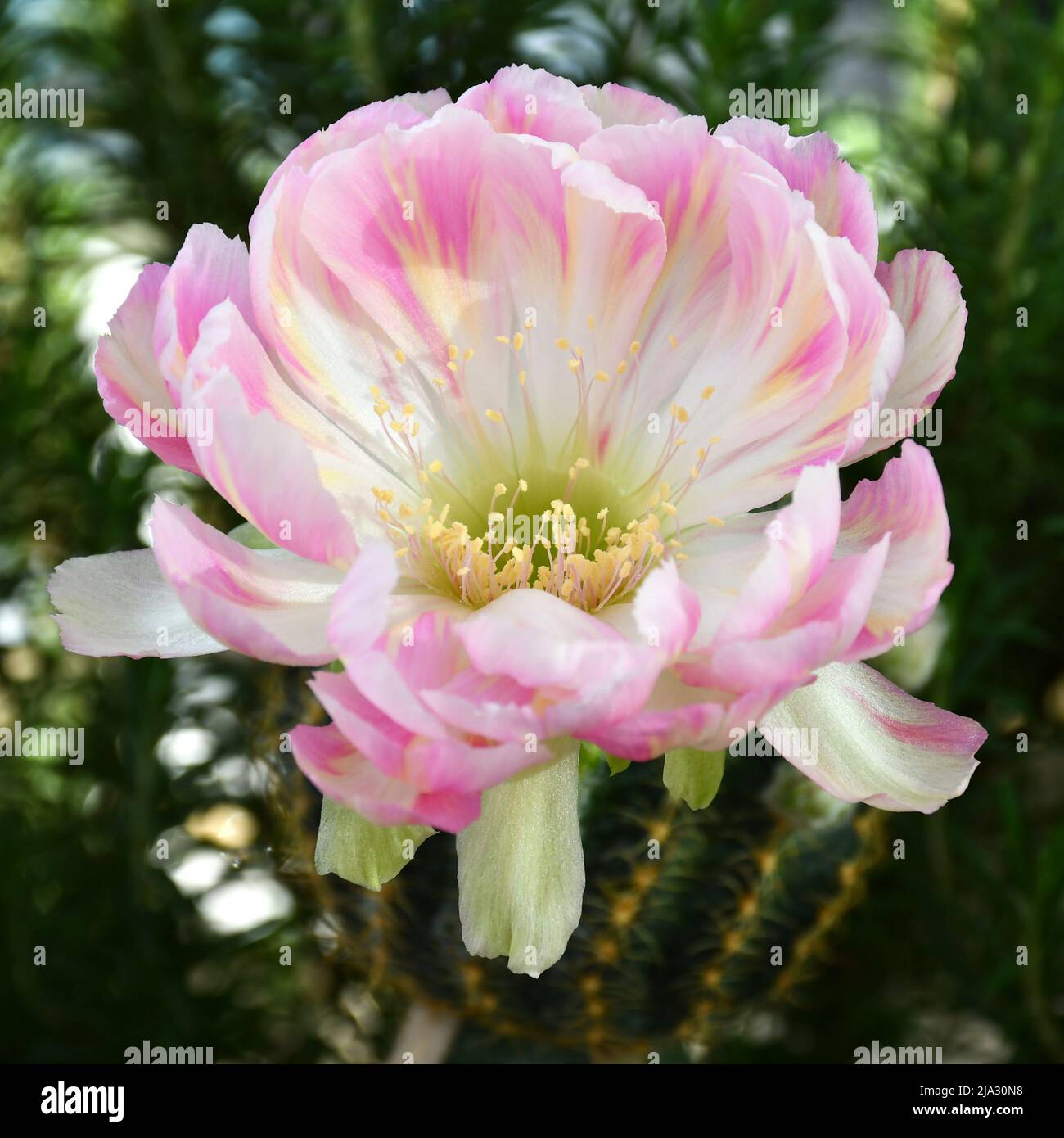 Close-up of pink Lobivia hybrid on natural green background. Stock Photo