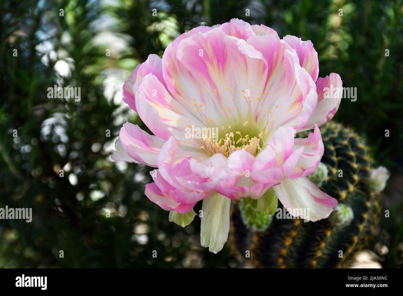 Close-up of pink Lobivia hybrid on natural green background with copy space. Stock Photo