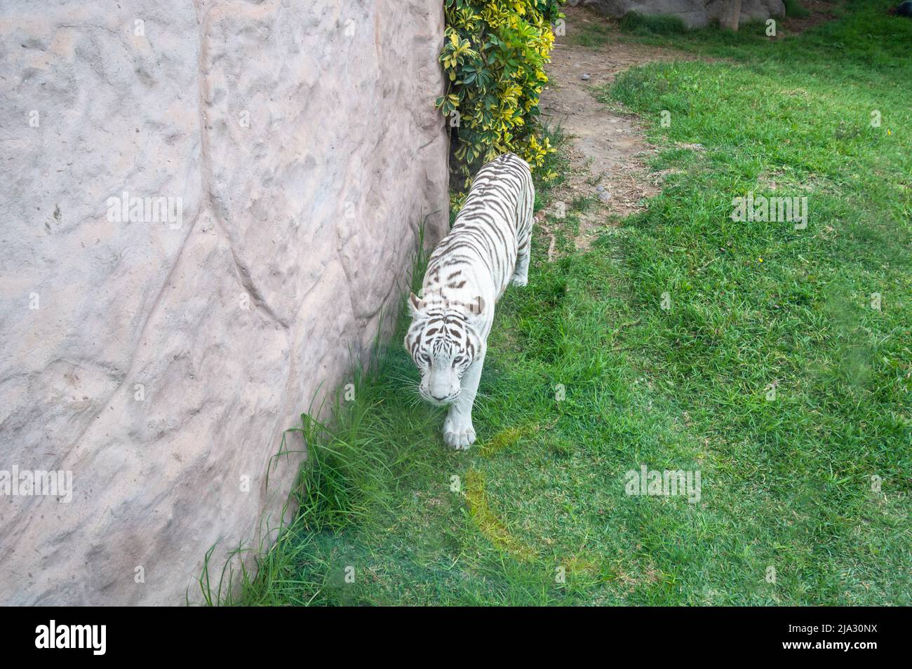 Beautiful white bengal tiger walking on the grass Stock Photo