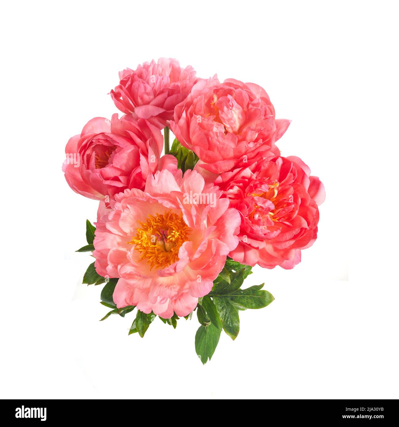Beautiful pink peonies flowers isolated on white background Stock Photo ...