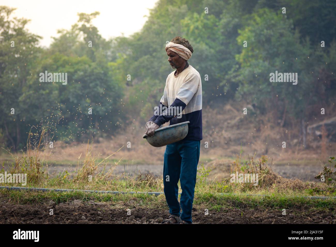 TIKAMGARH, MADHYA PRADESH, INDIA - MAY 14, 2022: Farmer spreading wheat seeds with her hands in the field. Stock Photo