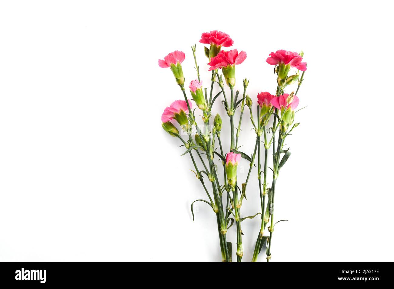 Branch pink carnation flowers isolated on white background Stock Photo ...