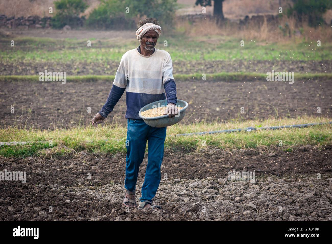 TIKAMGARH, MADHYA PRADESH, INDIA - MAY 14, 2022: Farmer spreading wheat seeds with her hands in the field. Stock Photo