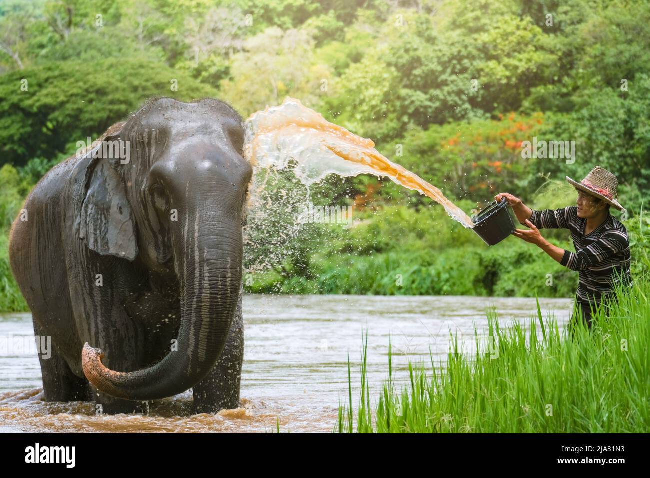 Chiang Mai, Thailand - May 05, 2022 : Thai elephants taking a bath with mahout in the river. Stock Photo