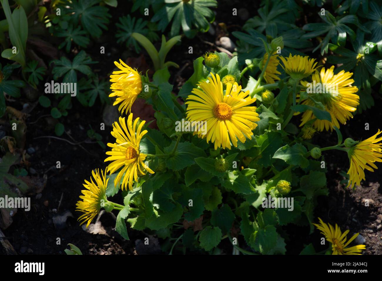 doronicum orientale plant in the flowerbed with daisy-like yellow flowerheads Stock Photo