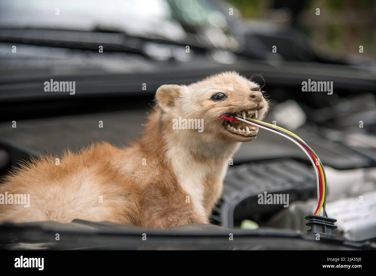 Les morsures de martres auto - câble marder Photo Stock - Alamy
