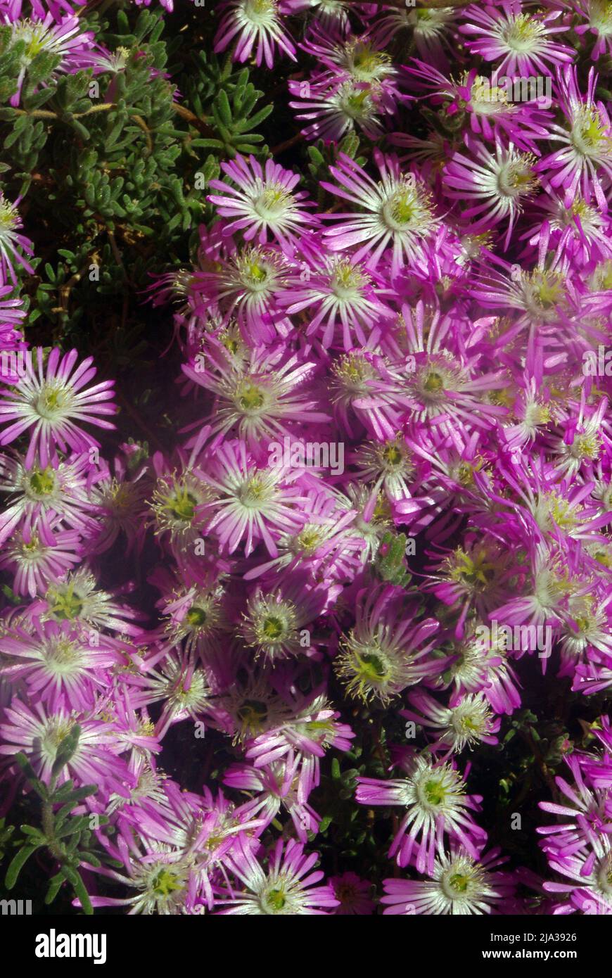 Drosanthemum hispidum, the hairy dewflower, is a species of perennial herb in the family Aizoaceae (stone plants) Stock Photo