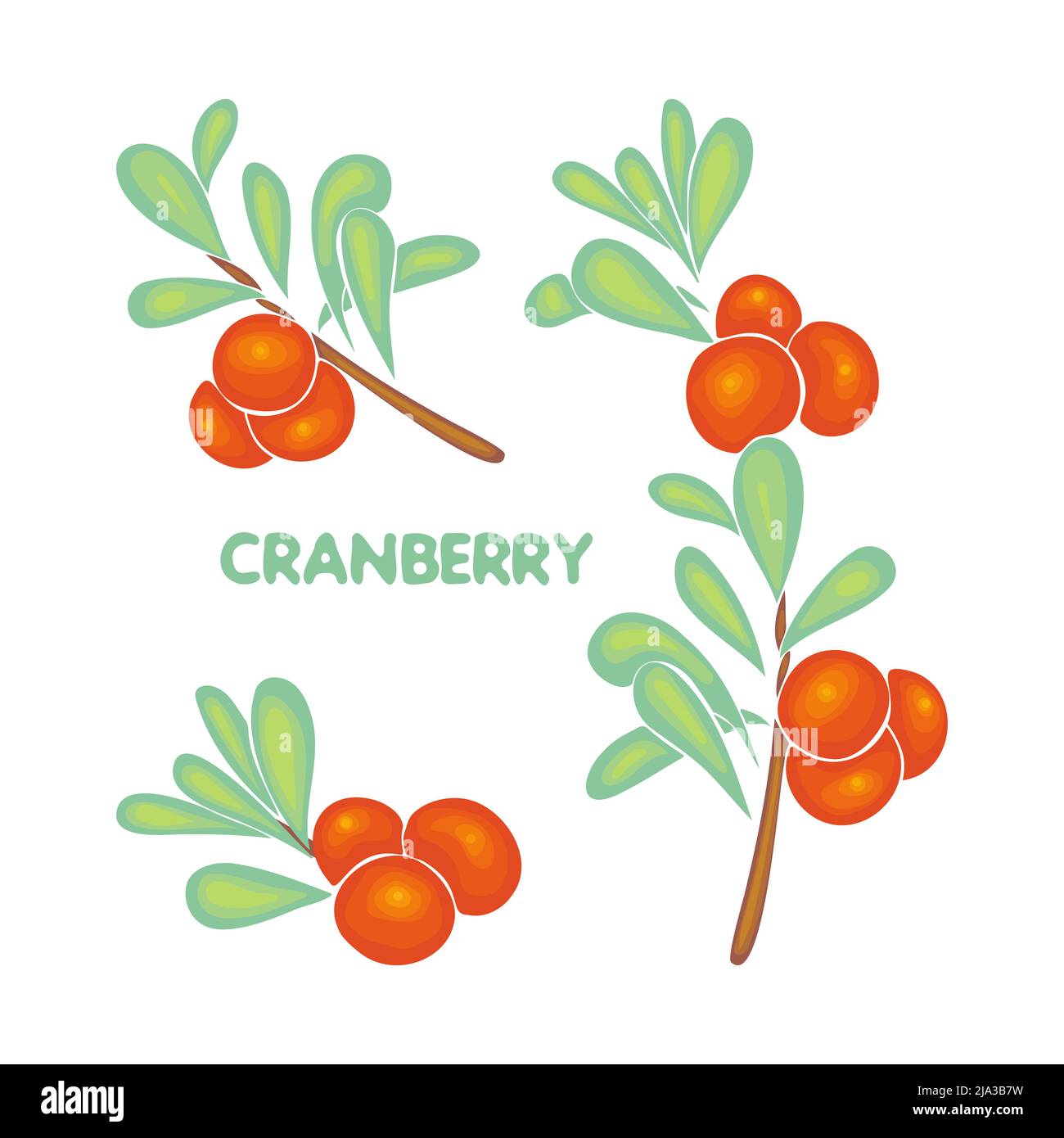Cranberry set branch with berries and leaves , lettering, doodle