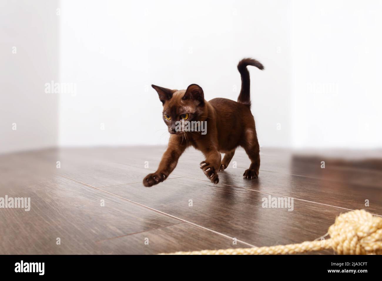 Playful adorable burmese kitten playing with rope.  Stock Photo
