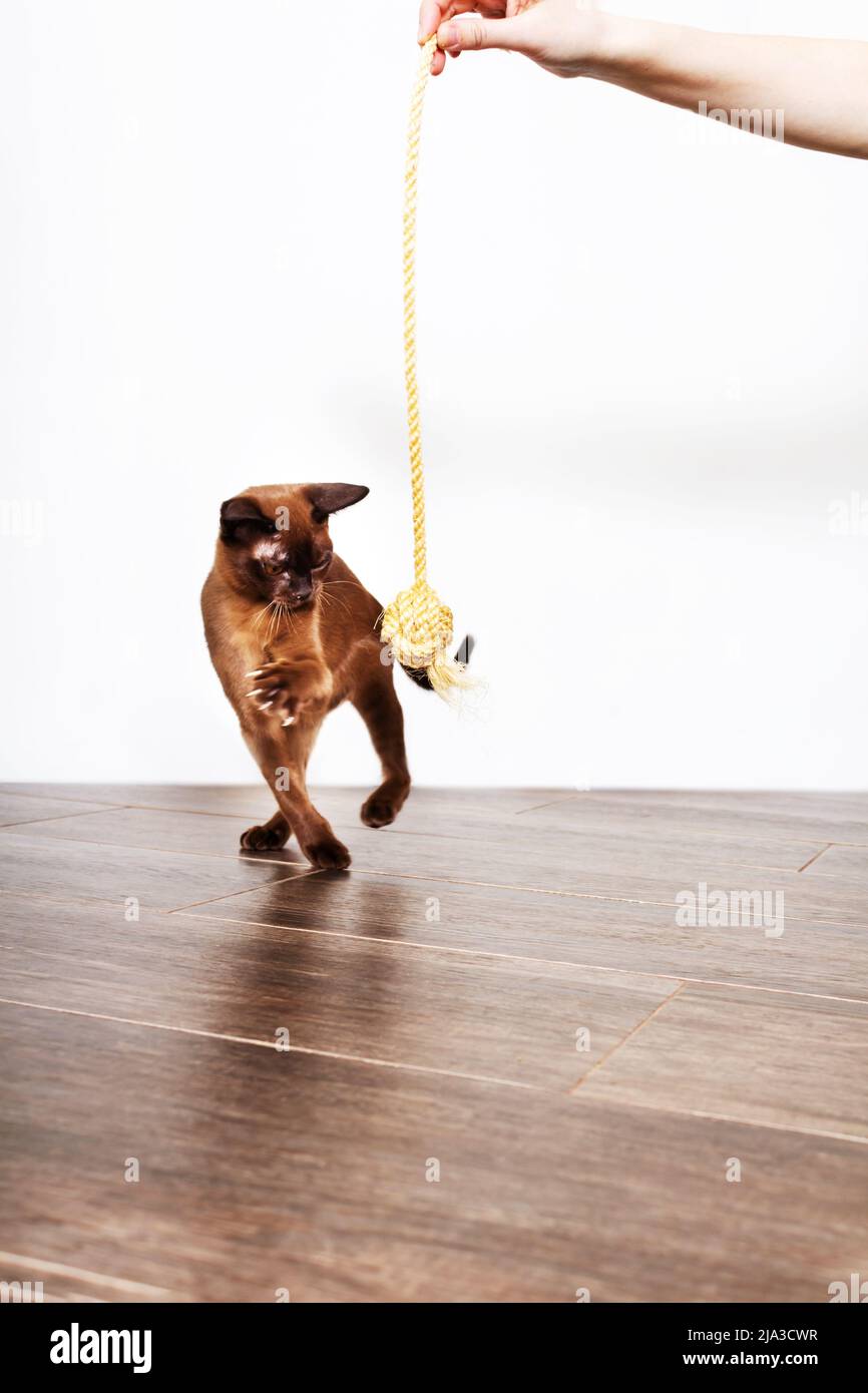 Adorable brown burmese kitten plays with rope Stock Photo - Alamy