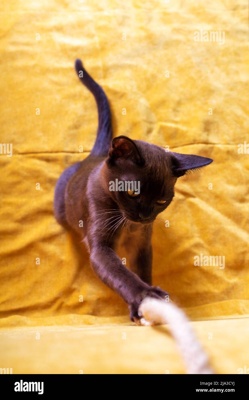 Rope vertical hi-res stock photography and images - Alamy