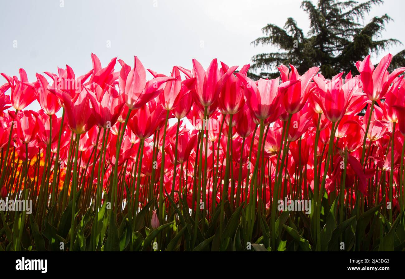 Blooming tulips flowers in as floral plant background Stock Photo - Alamy