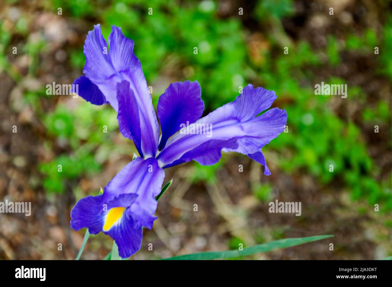 A purple iris flower blooming in spring, Sofia, Bulgaria Stock Photo