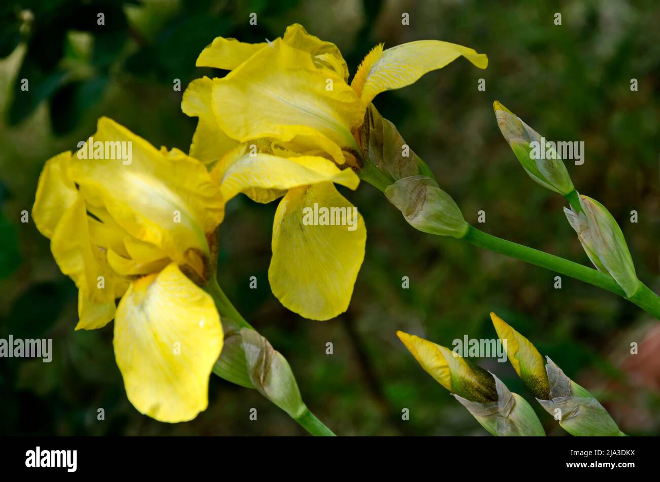 View of yellow iris flower blooming in springtime, Sofia, Bulgaria Stock Photo