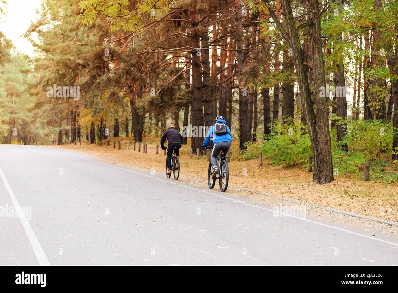 Cyclist in protective. Riding on bike in coniferous forest on sunny day among many trees. Healthy lifestyle. Sport and active life concept. Stock Photo