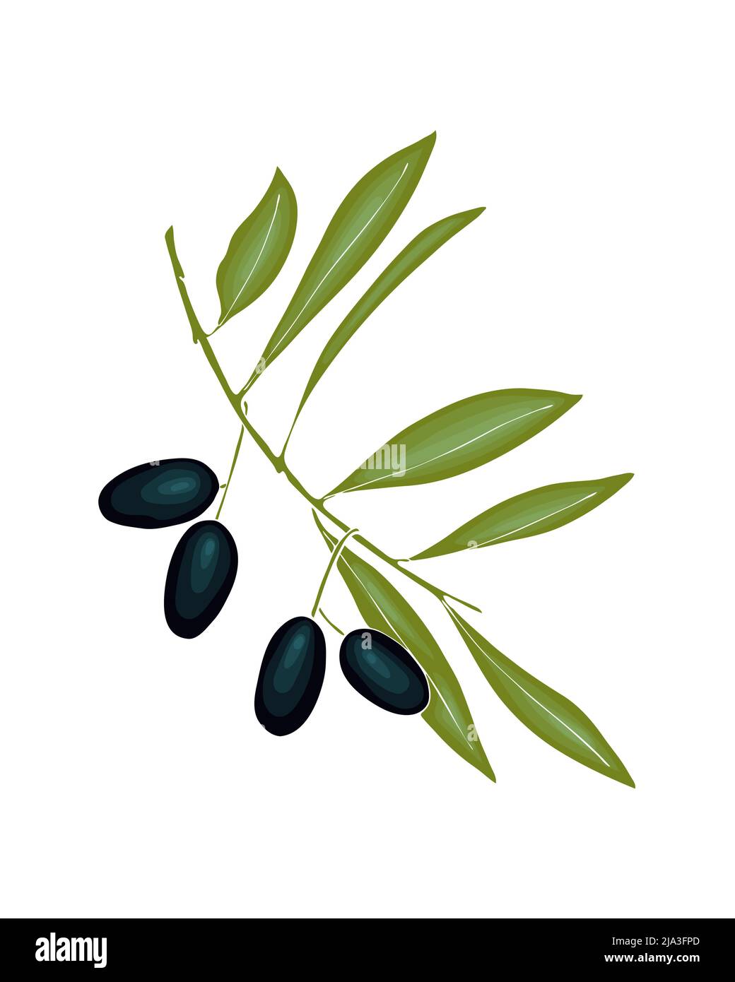 Olive branch hand drawn doodle. Imitation of watercolor, isolated ...