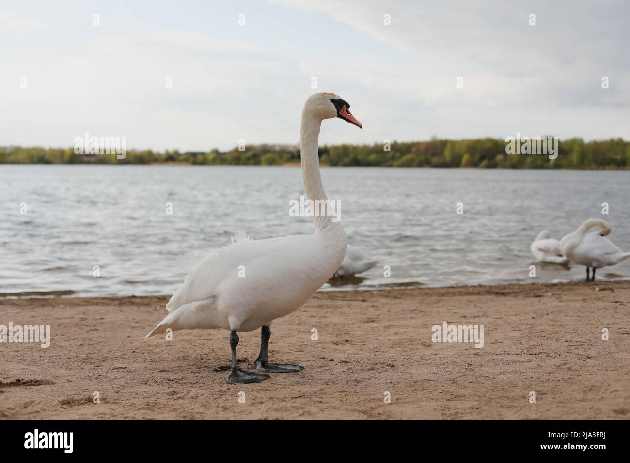 Graceful white swans on the lake. Mute swans, wildlife scene Stock Photo