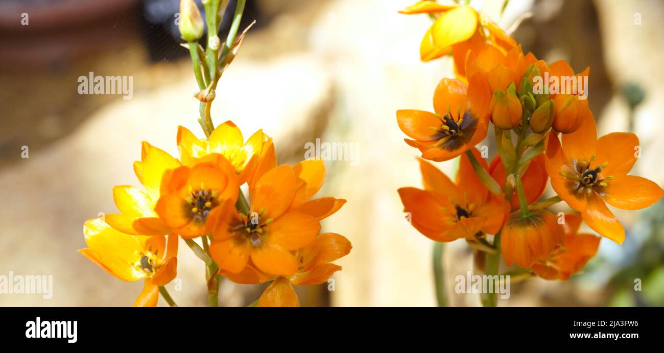 Closeup of South African Star of Bethlehem Plant , Ornithogalum dubium