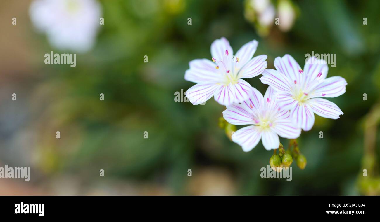 Close-up of Flowering Alpine Plant, Columbian lewisia Stock Photo