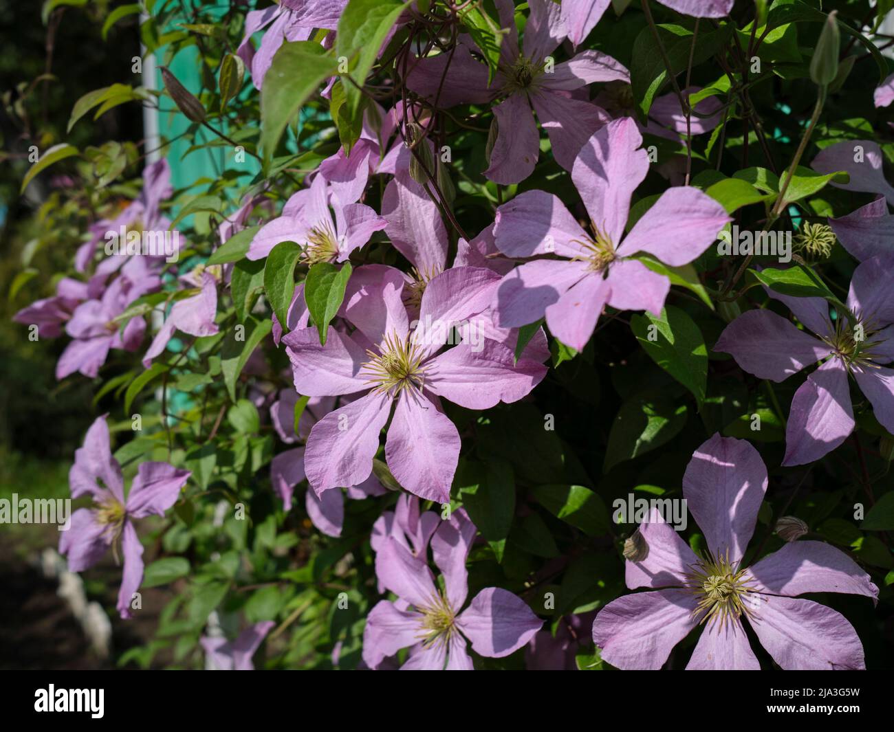 Close up of purple Clematis viticella flowers. Stock Photo