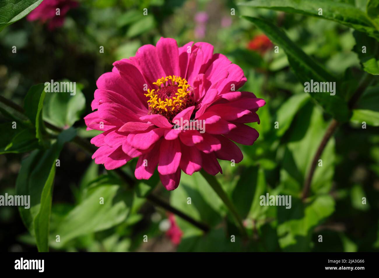 Close up of a Common Zinnia, or Elegant Zinnia (Zinnia elegans) flower head. Stock Photo