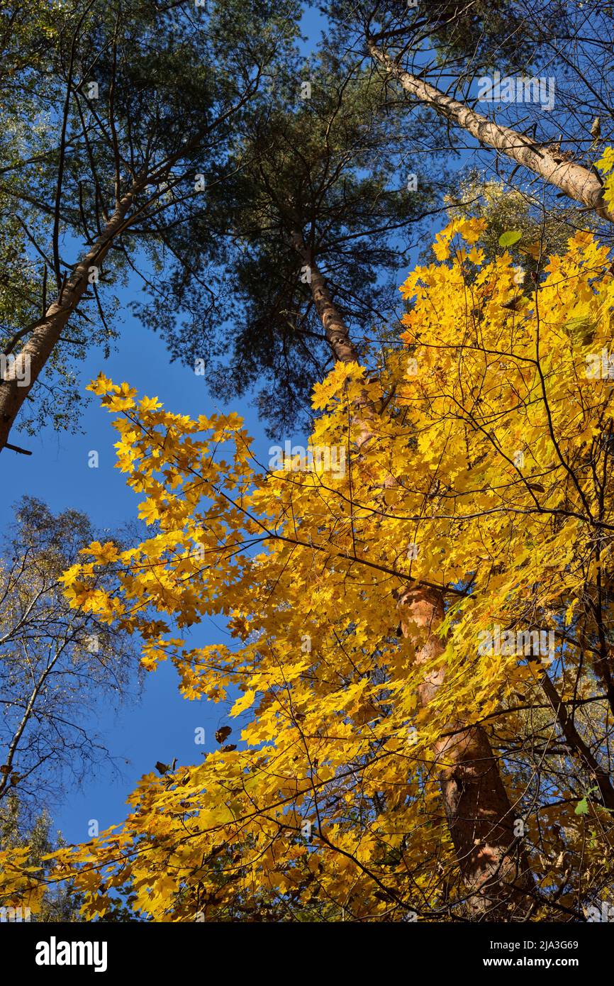 Golden yellow foliage of a maple tree on sunny autumn day. Bitsevski Park (Bitsa Park), Moscow, Russia. Stock Photo
