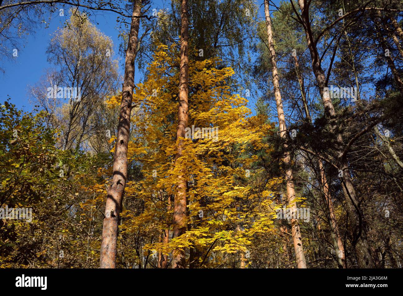 Trees with yellow foliage on sunny autumn day. Bitsevski Park (Bitsa Park), Moscow, Russia. Stock Photo