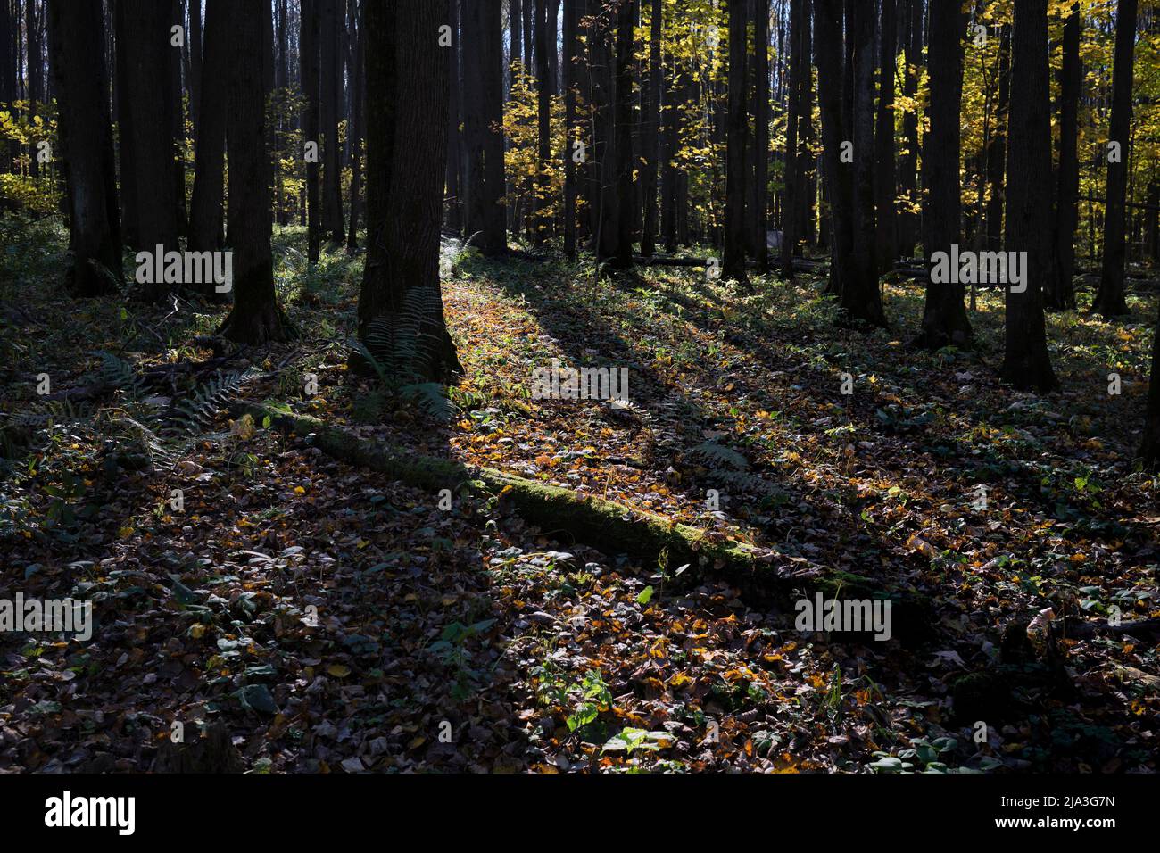 Shadows of trees lay on a forest floor in Bitsevski Park (Bitsa Park). Moscow, Russia. Stock Photo
