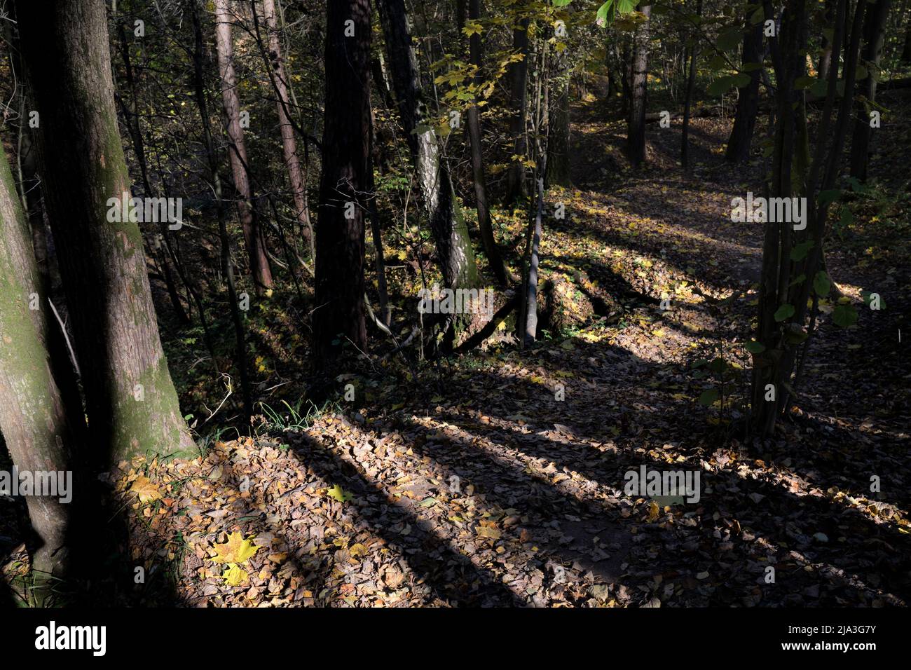 Dark shadows of trees lay on a walking trail in Bitsevski Park (Bitsa Park). Moscow, Russia. Stock Photo