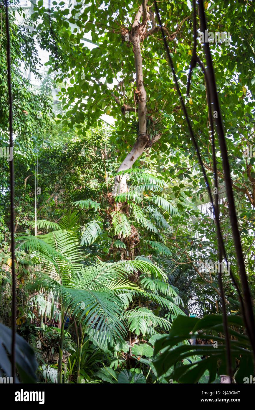 Tropical jungle forest background. Green and fresh rainforest wallpaper ...