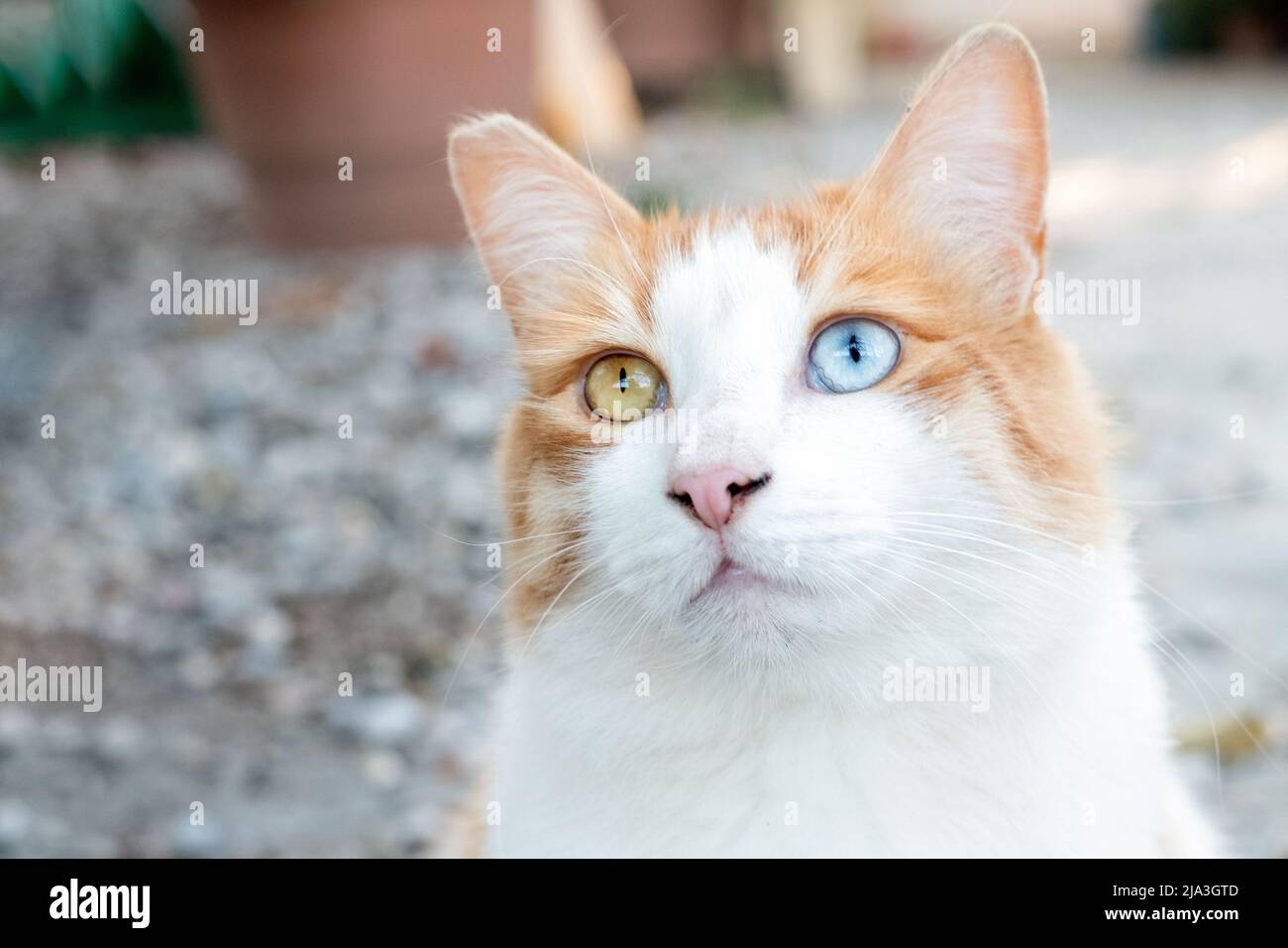 A ginger and white domestic tabby cat with different colour eyes known as a sectoral heterochromia. One eye is blue whilst the other is green Stock Photo