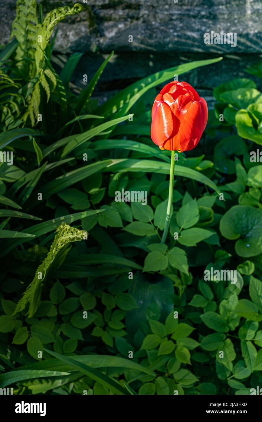 red tulip flower on a background of green grass and leaves. High ...