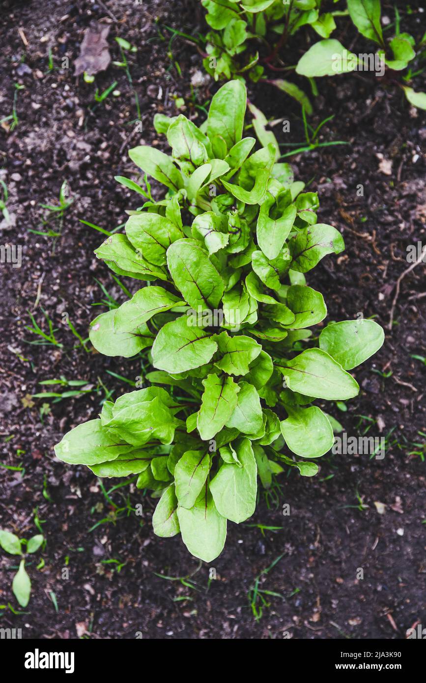 Beet leaves in the garden growing in the garden, top view. Stock Photo