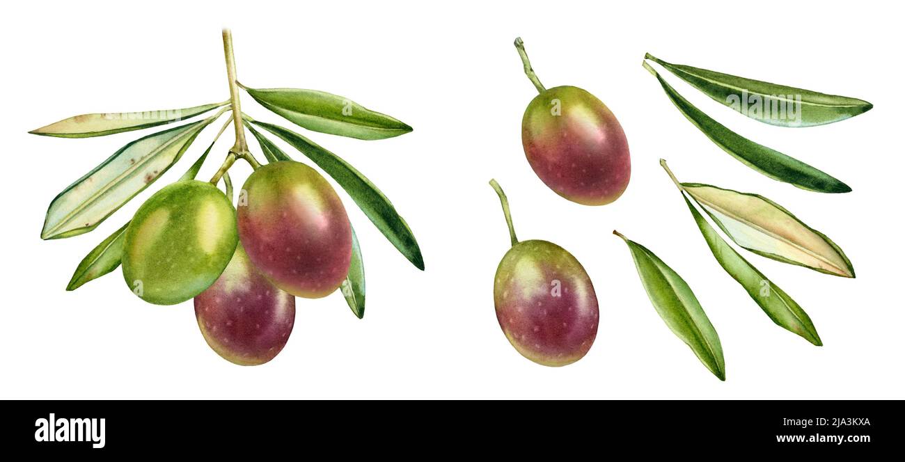Watercolor purple olive branch. Ripe colourful green fruits with leaves ...