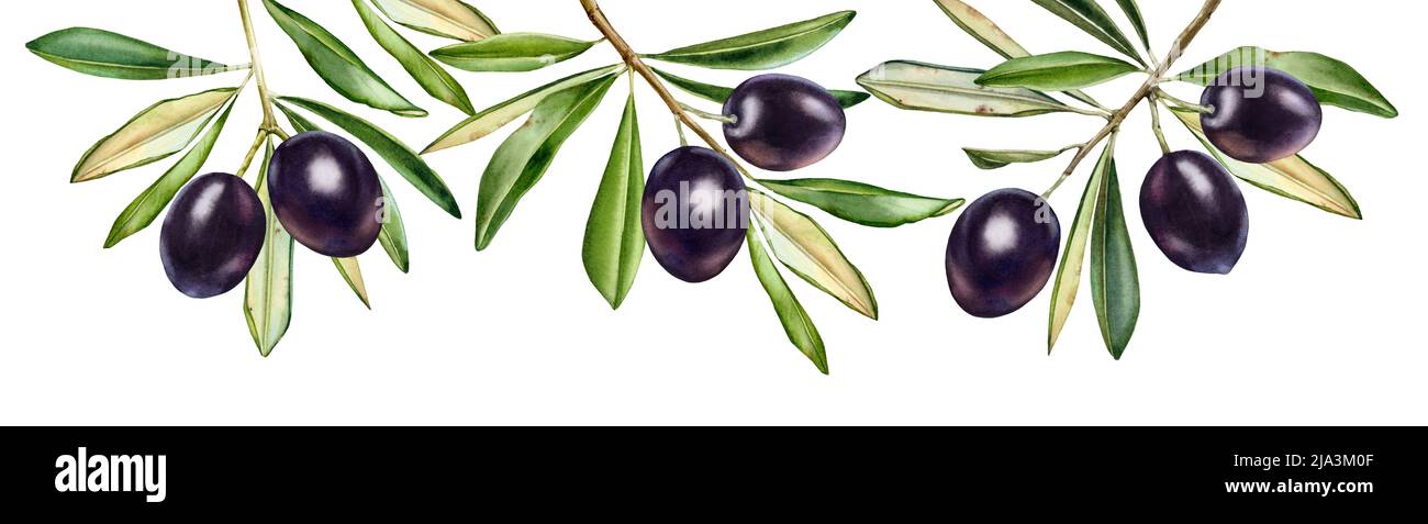 Whole olive tree Cut Out Stock Images & Pictures - Alamy