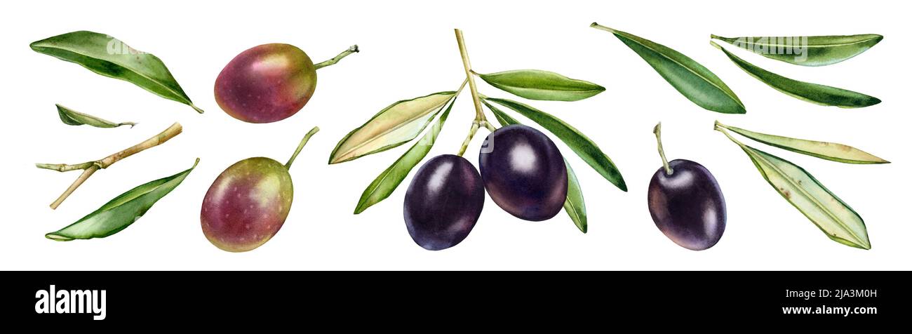 Black and purple olive branches. Watercolor set of design elements. Dark shiny fruits with leaves. Realistic painting with fresh ripe olives. Hand Stock Photo
