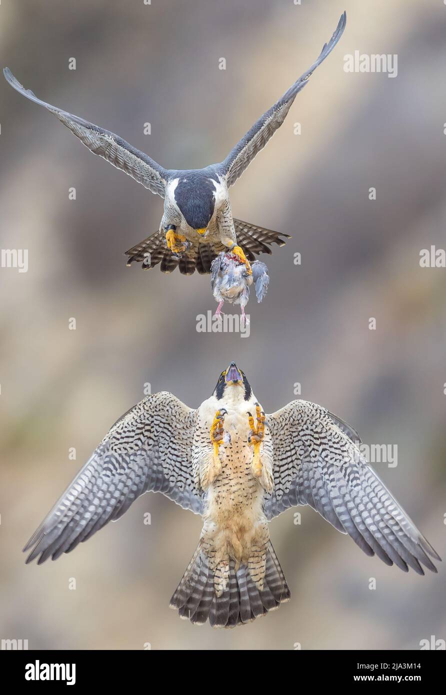 The male peregrine falcon approaches the female clutching its prey a mourning dove. LOS ANGELES USA. WATCH as a dedicated male of world s fastest s Stock Photo Alamy