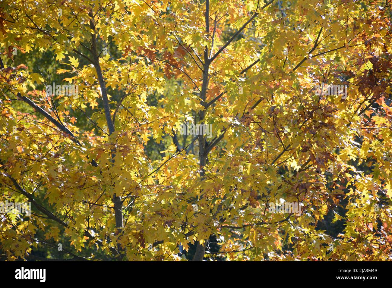 Rural scenes in the fall from Northern Ontario Stock Photo - Alamy