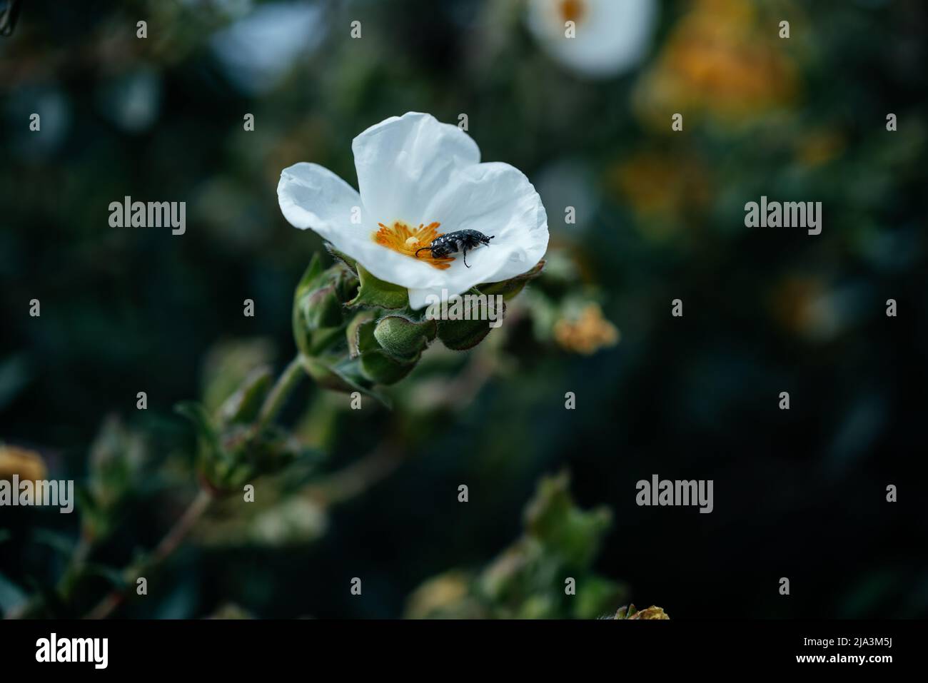 White Potentilla Abbotswood flower with a black bug in the garden in Italy Stock Photo