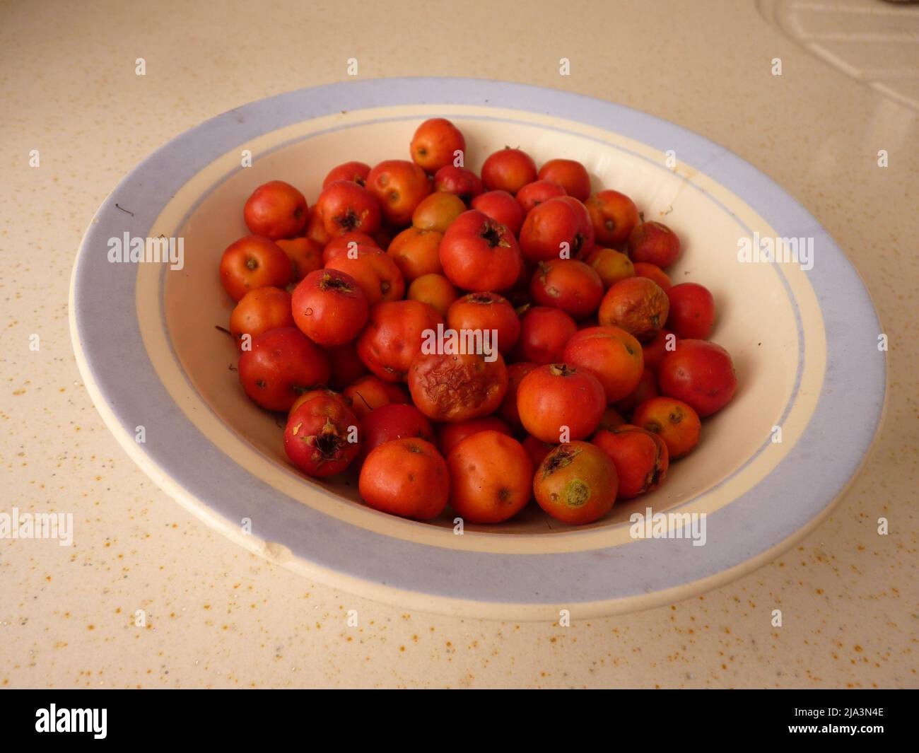 Briar Rose Rosehip (in german Hagebutte) Rosa canina Stock Photo Alamy