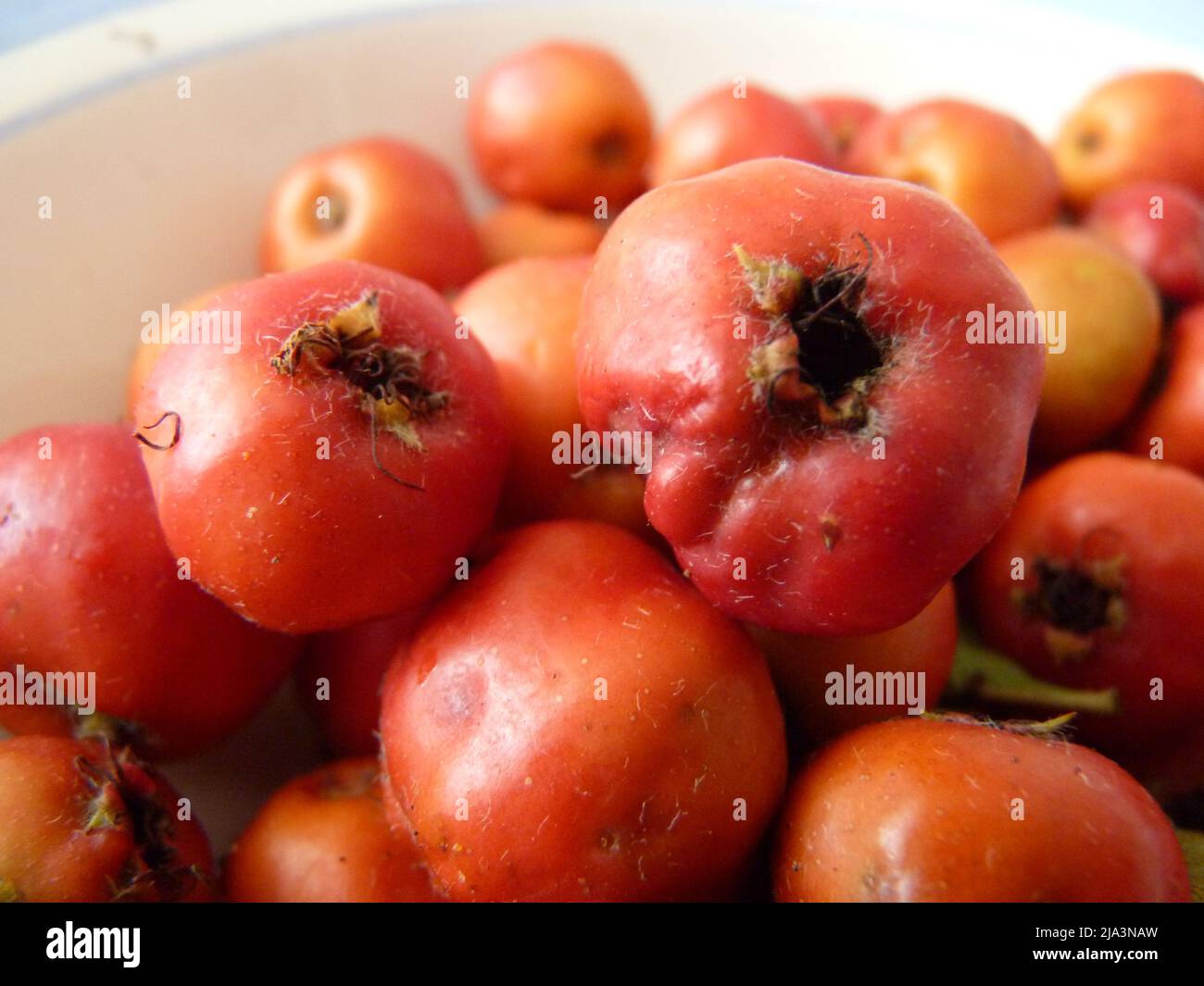 Briar Rose Rosehip (in german Hagebutte) Rosa canina Stock Photo Alamy