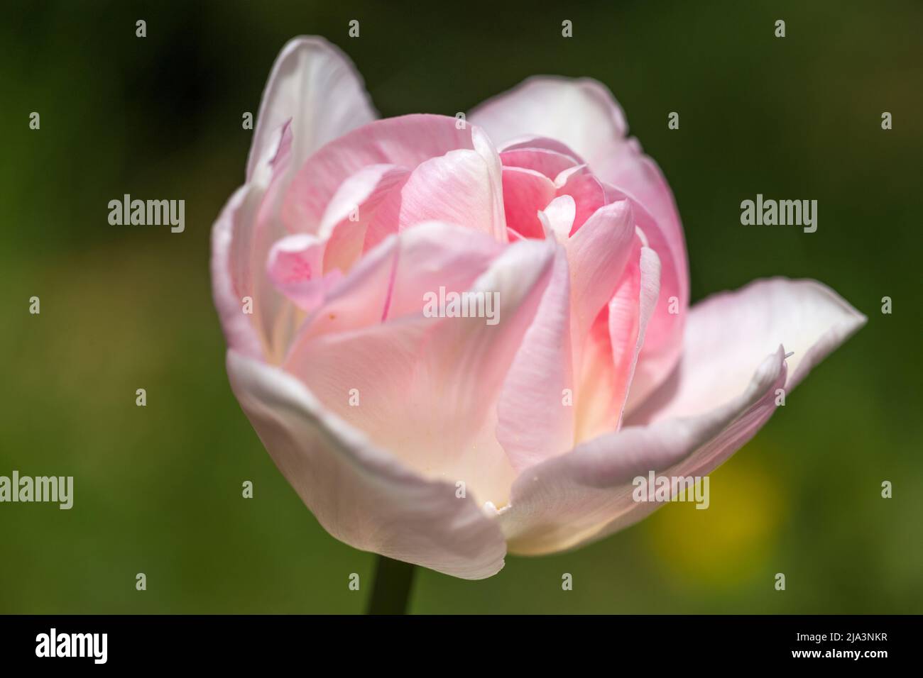 Graceful, double, soft pink flower tulip Angelique close up Stock Photo