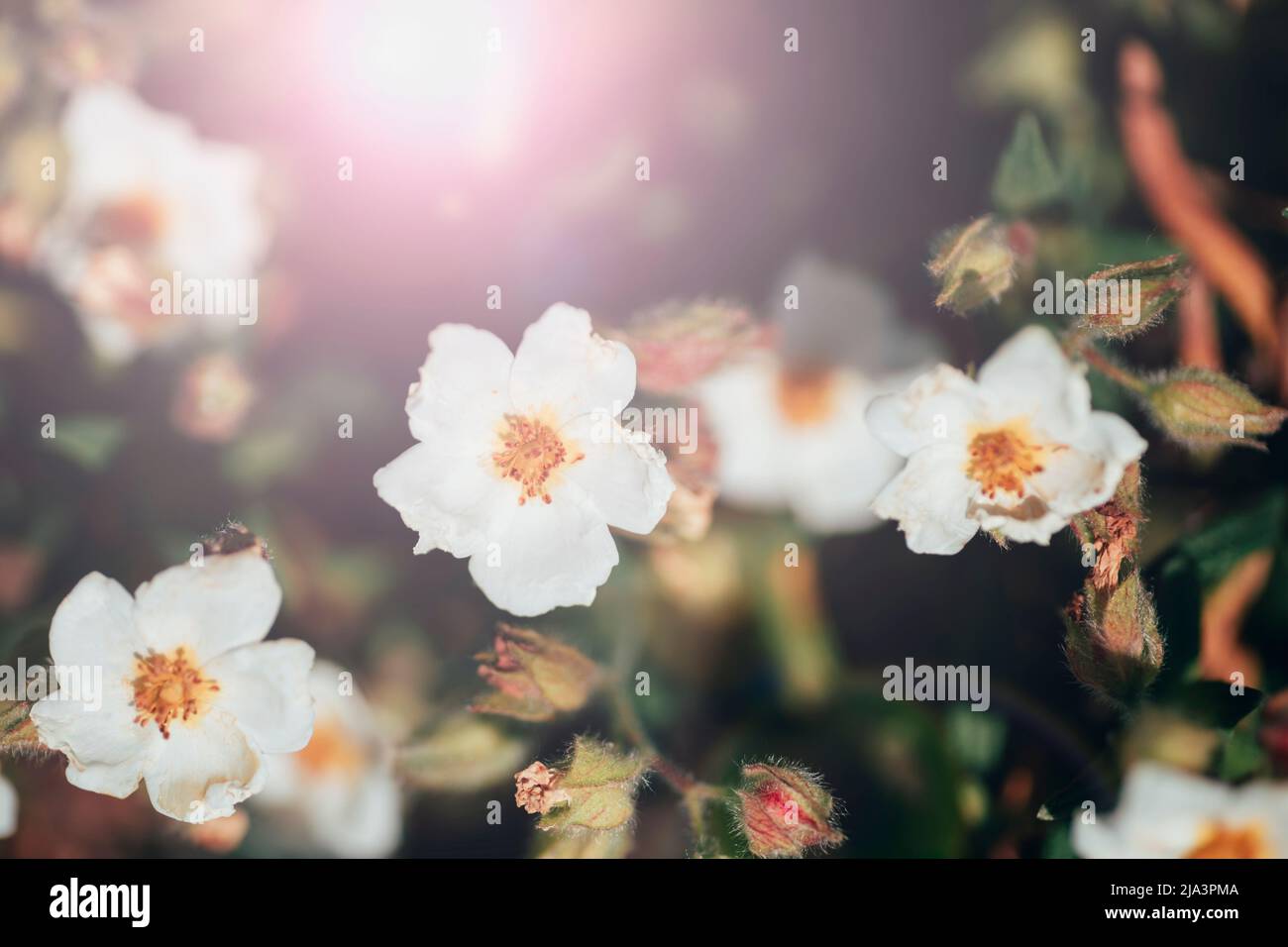 White flowers of Cistus ladanifer, flowering plant in the family Cistaceae in sunlight. Gum rockrose, labdanum, common gum cistus and brown-eyed rockr Stock Photo