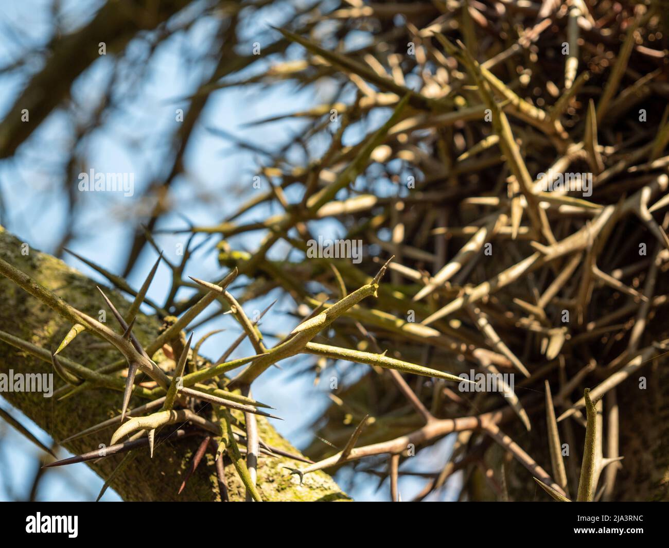 Large Honey Locust Thorns. Needles, thorns. Camel thorns Stock Photo