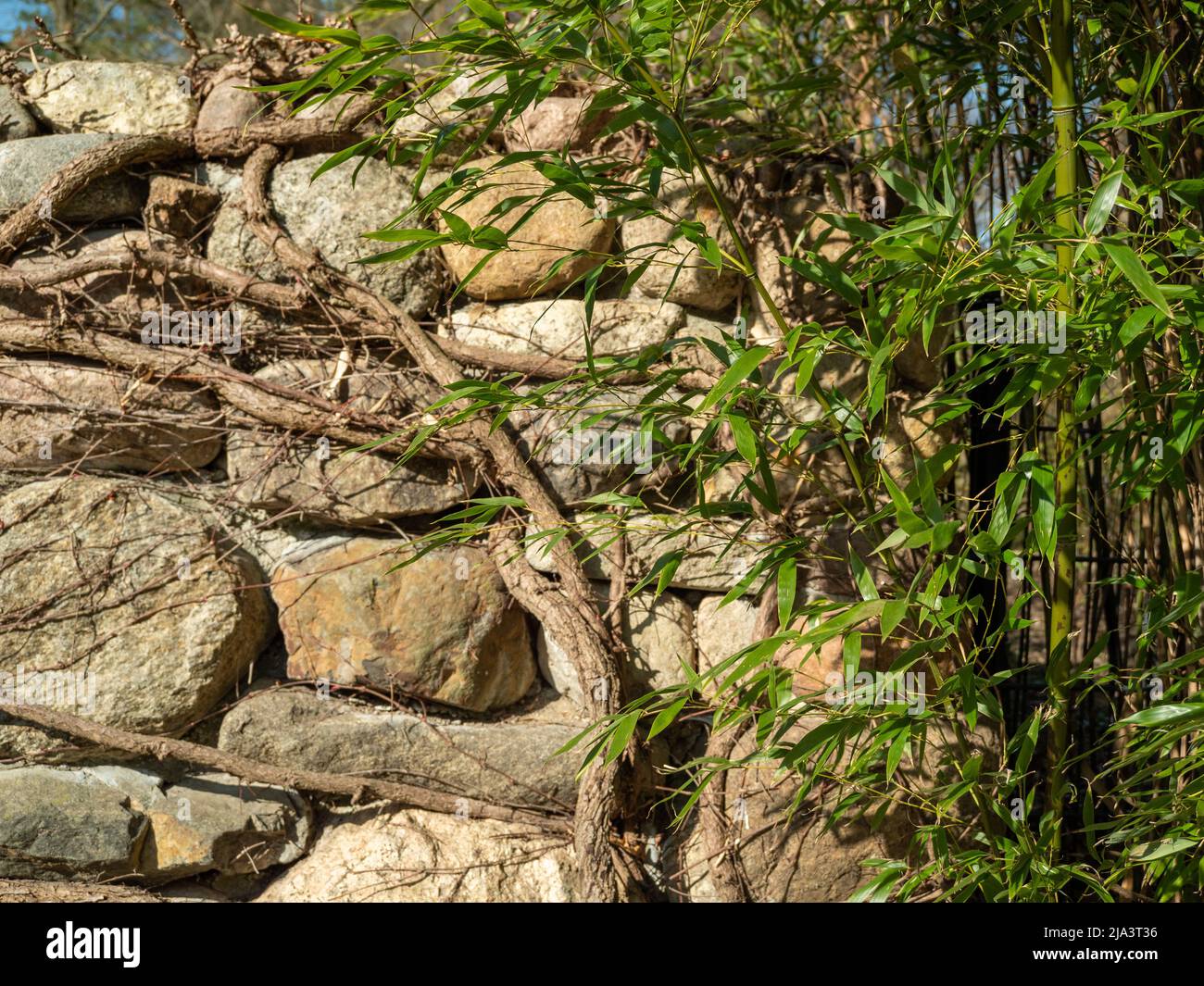 old-stone-fence-overgrown-with-loach-stock-photo-alamy