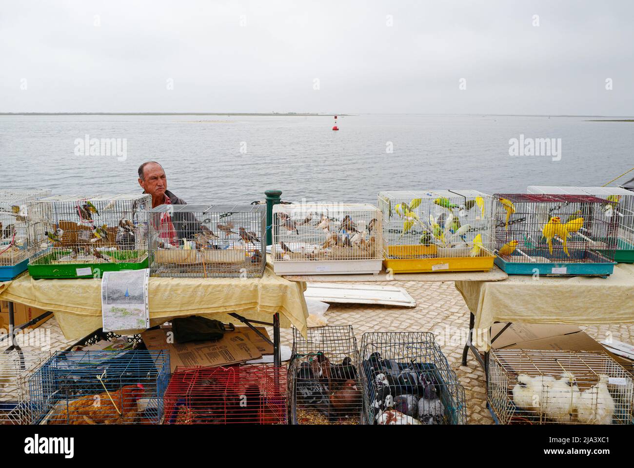 OLHAO, Algarve, Portugal Caged birds for sale at a street market Stock Photo Alamy