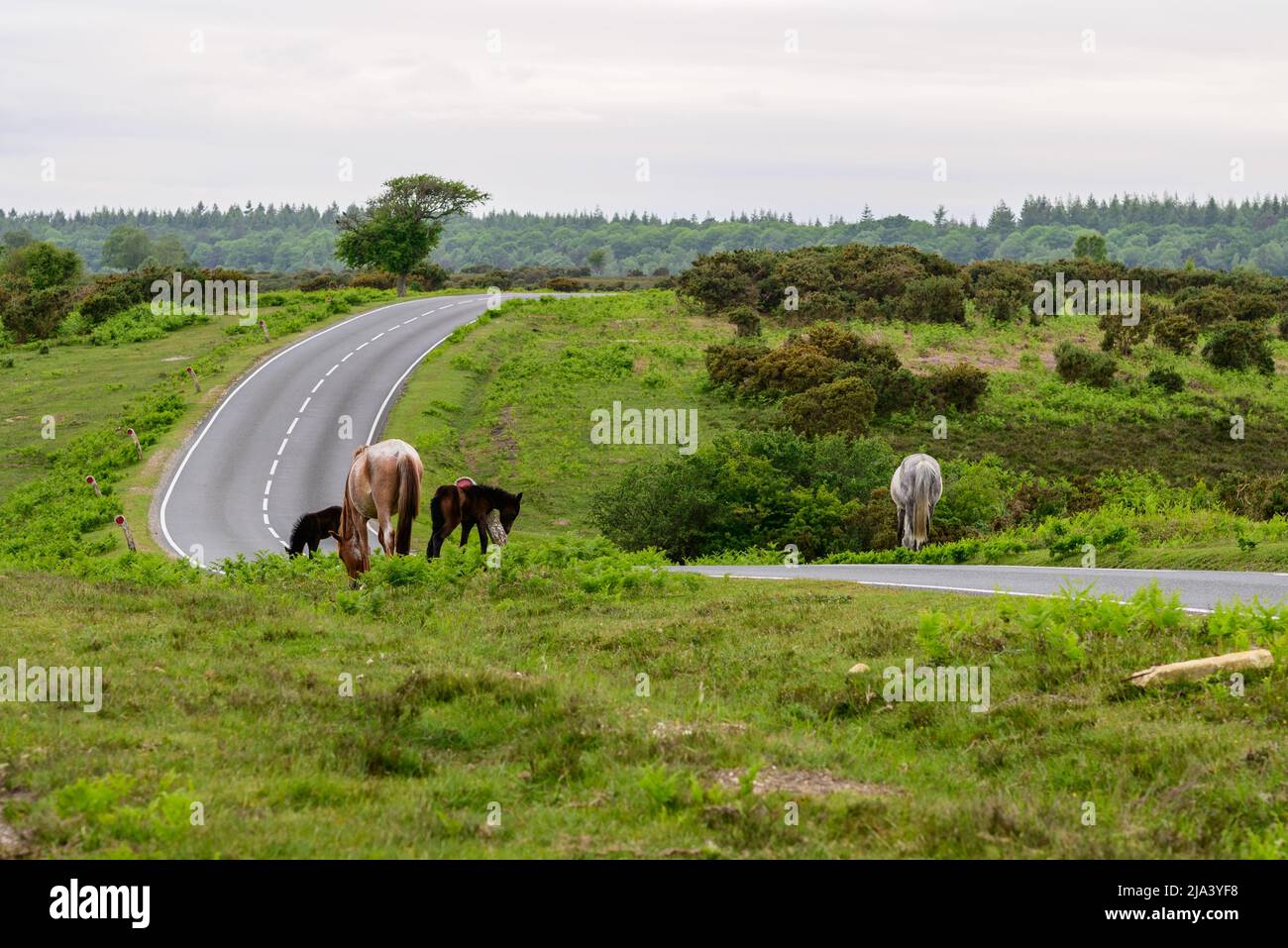 New Forest ponies grazing close to a road at dusk, Hampshire, UK Stock Photo
